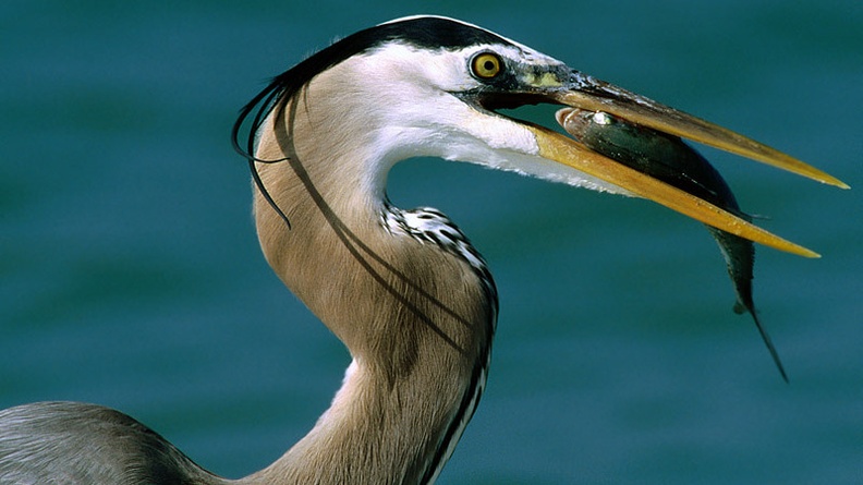 Dinner Time, Great Blue Heron